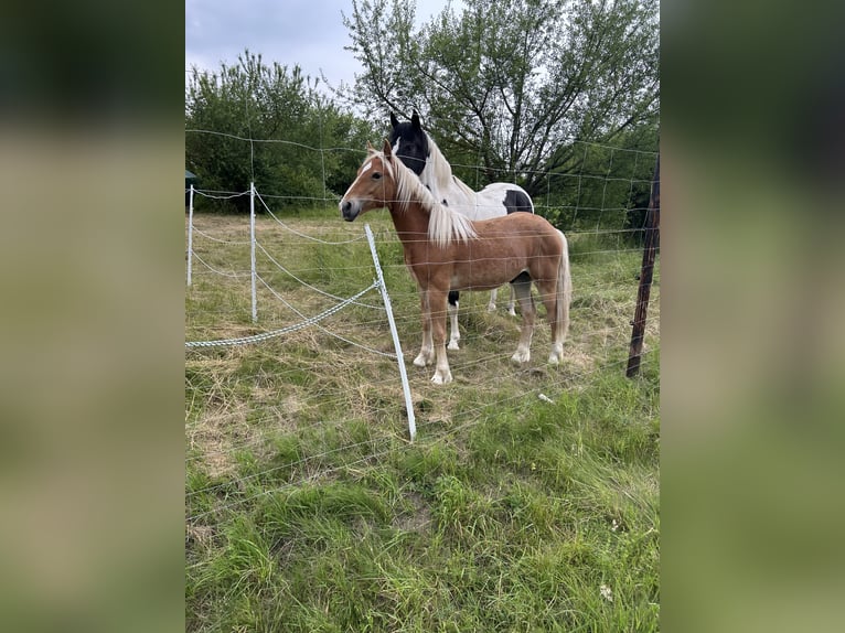 Haflinger Gelding 2 years 14.2 hh Dun in Kütten