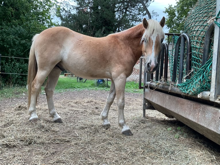 Haflinger Gelding 2 years 14.2 hh Palomino in Stadtbergen