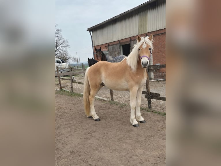 Haflinger Gelding 2 years 14.3 hh Chestnut-Red in Vienenburg