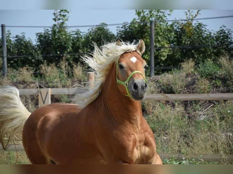 Haflinger Gelding 2 years 14,3 hh Chestnut-Red in Wördern