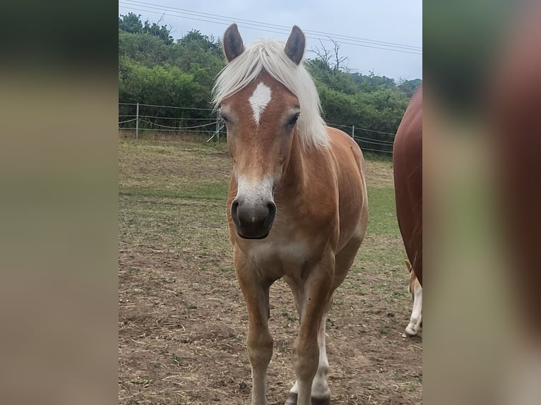 Haflinger Gelding 2 years 14.3 hh Chestnut-Red in Reichelsheim
