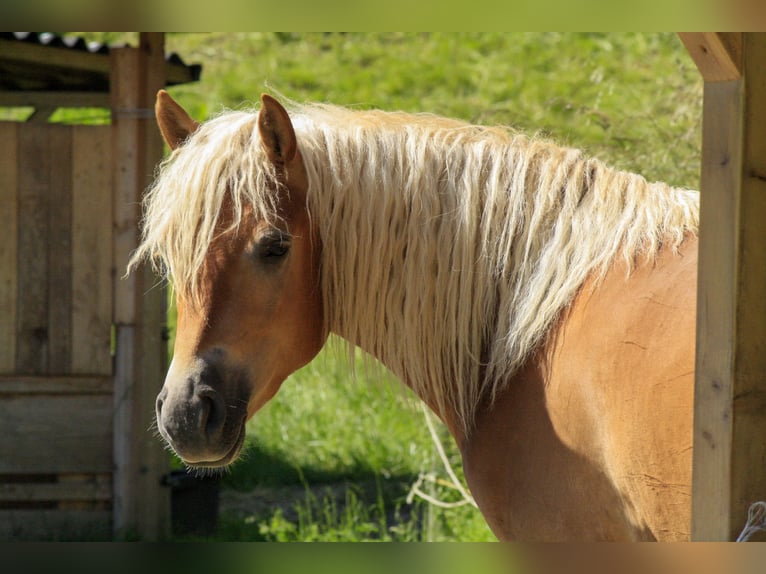 Haflinger Gelding 2 years 14 hh Sorrel in Burghaun