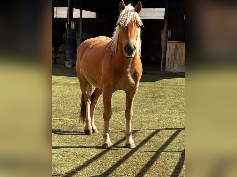 Haflinger Gelding 2 years 14 hh Sorrel in Burghaun