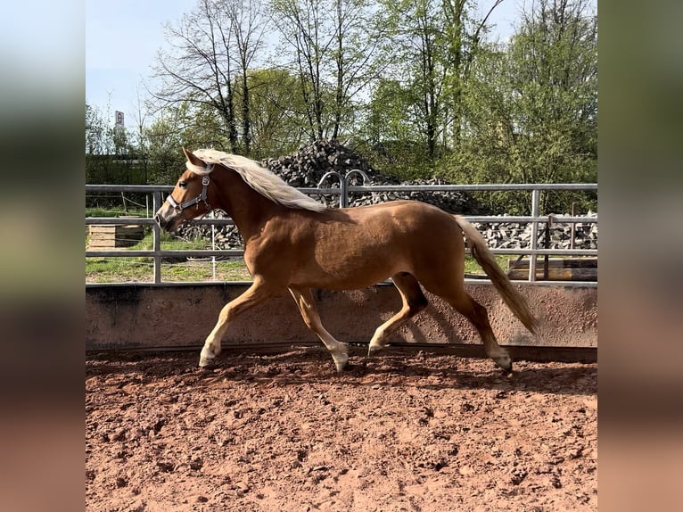 Haflinger Gelding 2 years 14 hh Sorrel in Burghaun