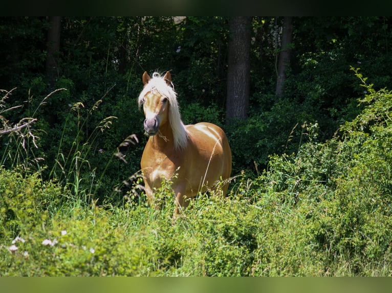 Haflinger Gelding 2 years 14 hh Sorrel in Burghaun