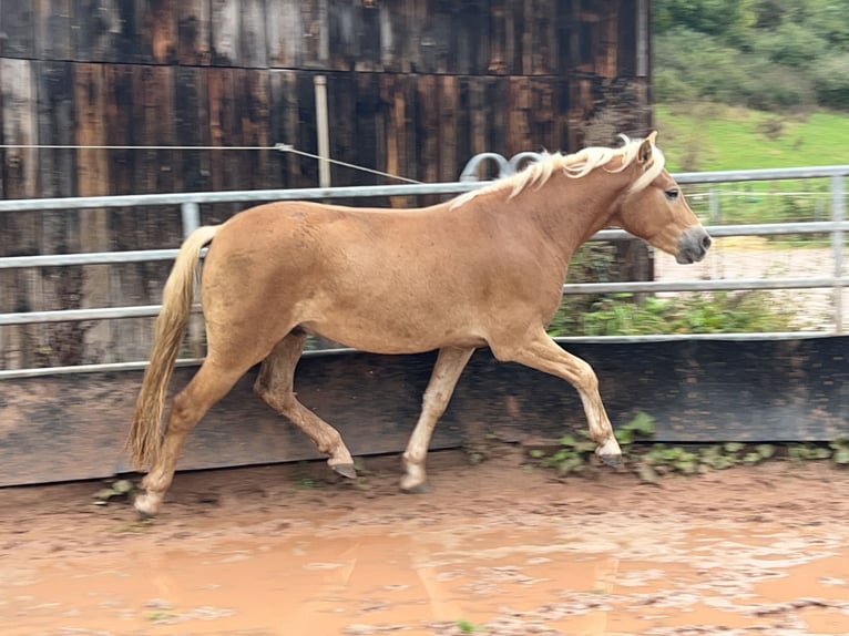 Haflinger Gelding 2 years 14 hh Sorrel in Burghaun