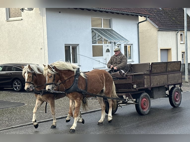 Haflinger Gelding 2 years 14,2 hh Chestnut-Red in Riedlingen