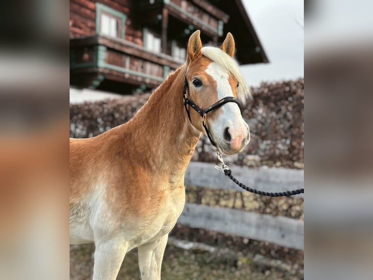 Haflinger Gelding 2 years 14,2 hh Chestnut-Red in Niedernsill