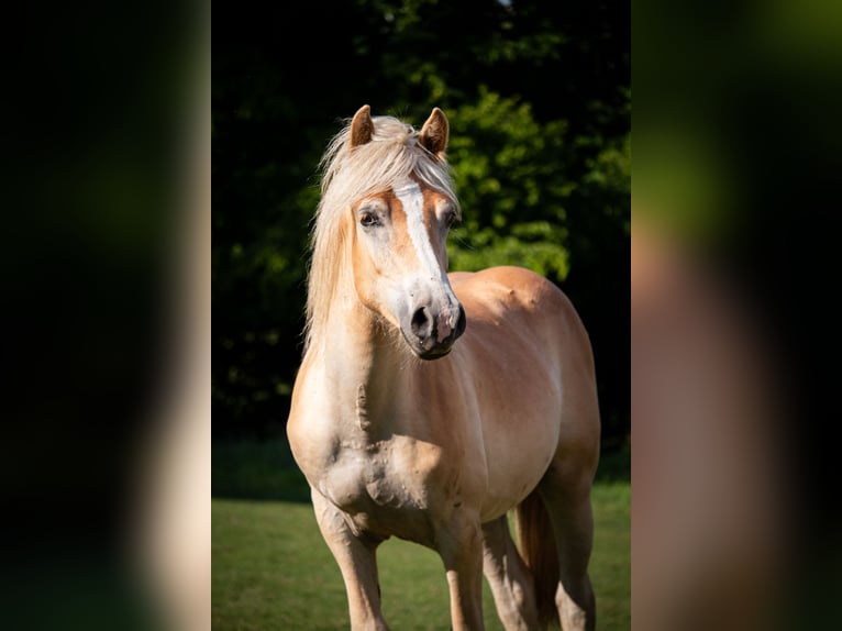 Haflinger Gelding 2 years 14,2 hh Chestnut-Red in Wuppertal