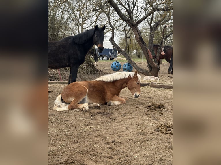 Haflinger Gelding 2 years 14,2 hh Dun in Kütten