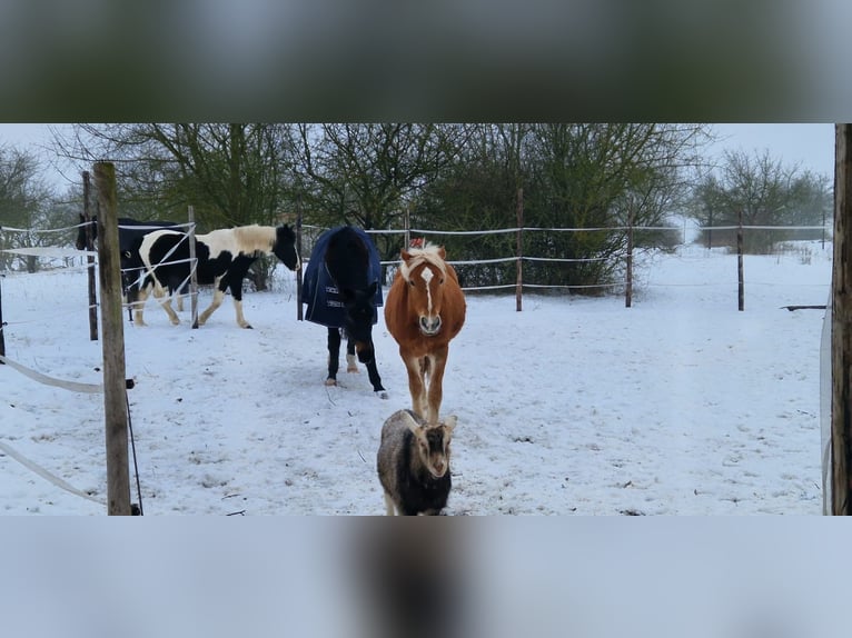 Haflinger Gelding 2 years 14,2 hh Dun in Kütten