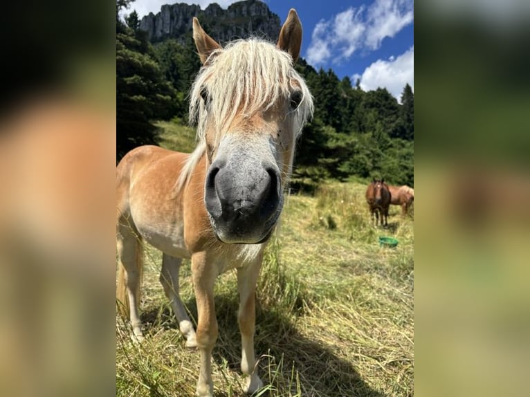 Haflinger Gelding 2 years 14,2 hh in Nogaredo