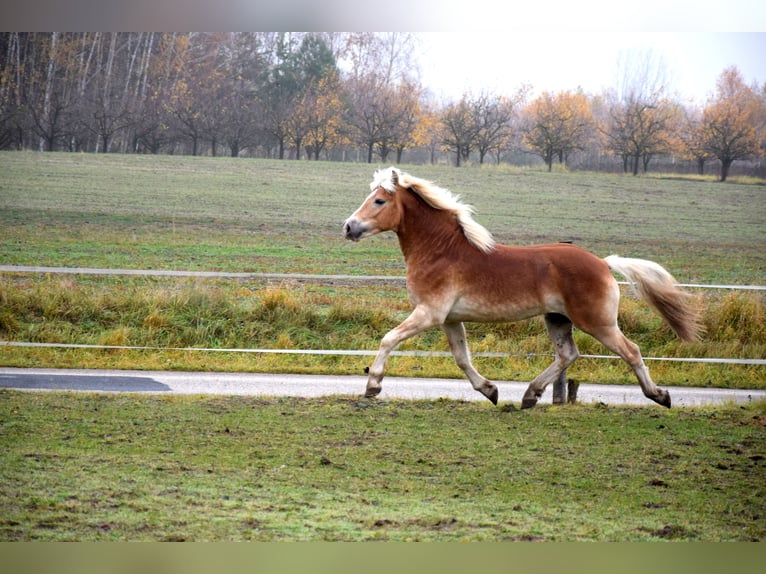 Haflinger Gelding 2 years 14,2 hh Palomino in Brzozówka