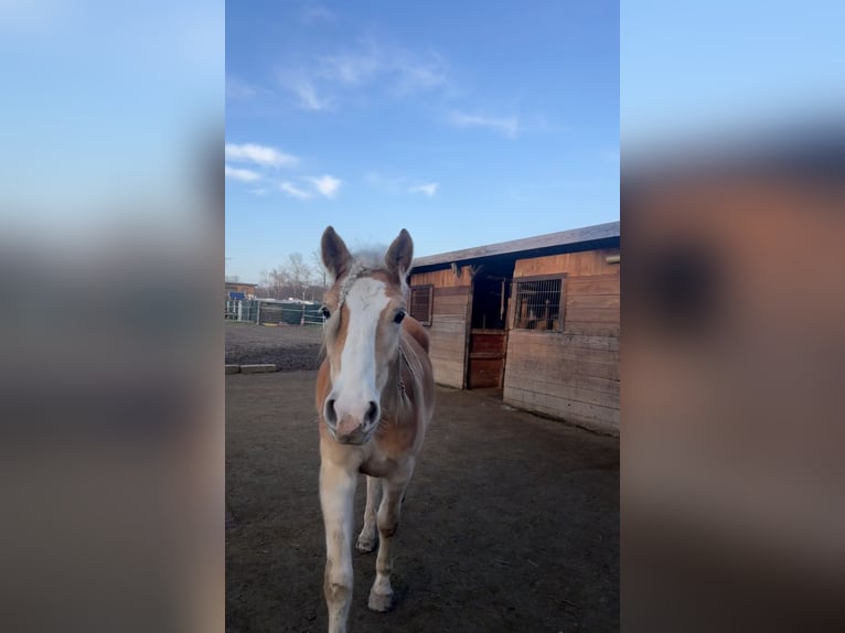 Haflinger Gelding 2 years 15.1 hh Chestnut-Red in Leverkusen