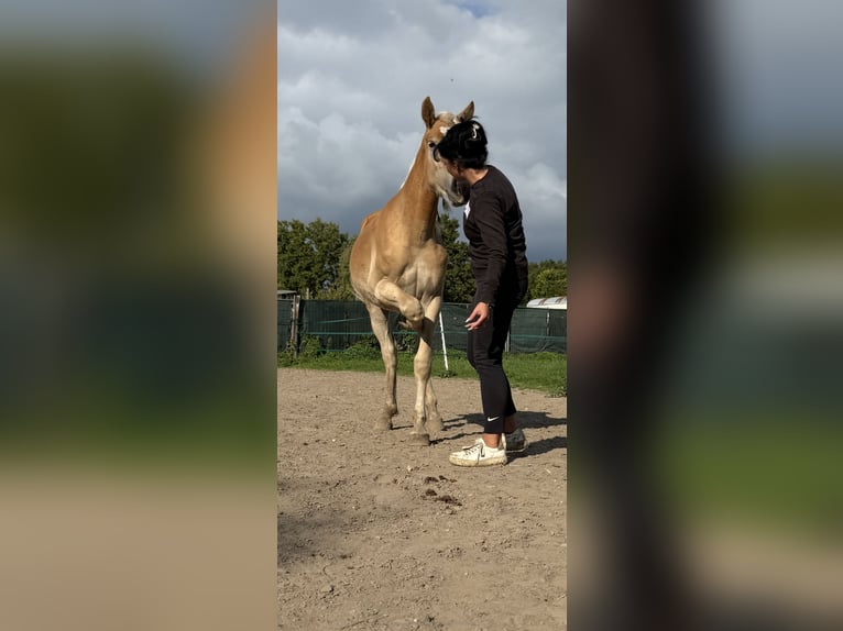 Haflinger Gelding 2 years 15.1 hh Chestnut-Red in Leverkusen