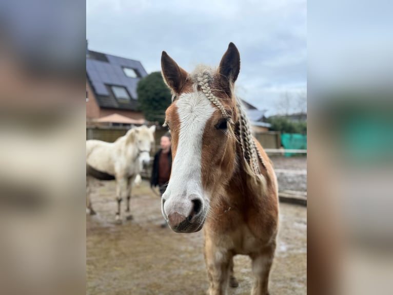 Haflinger Gelding 2 years 15.1 hh Chestnut-Red in Leverkusen