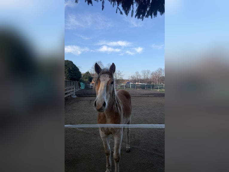 Haflinger Gelding 2 years 15.1 hh Chestnut-Red in Leverkusen