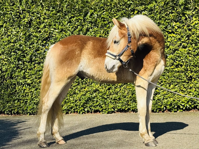 Haflinger Gelding 2 years 15.1 hh Palomino in Putten