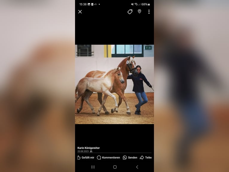 Haflinger Gelding 2 years 15 hh Chestnut-Red in Aigen im Mühlkreis