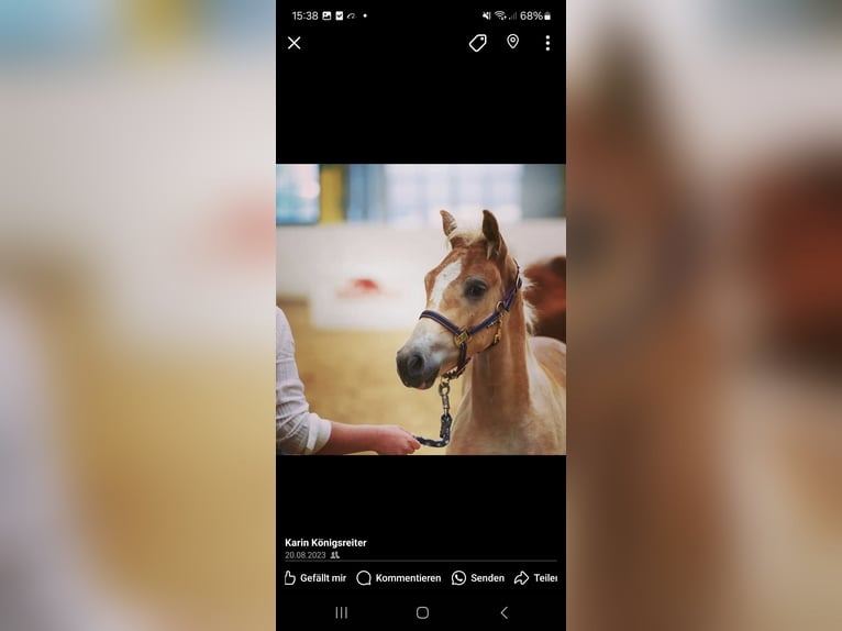 Haflinger Gelding 2 years 15 hh Chestnut-Red in Aigen im Mühlkreis