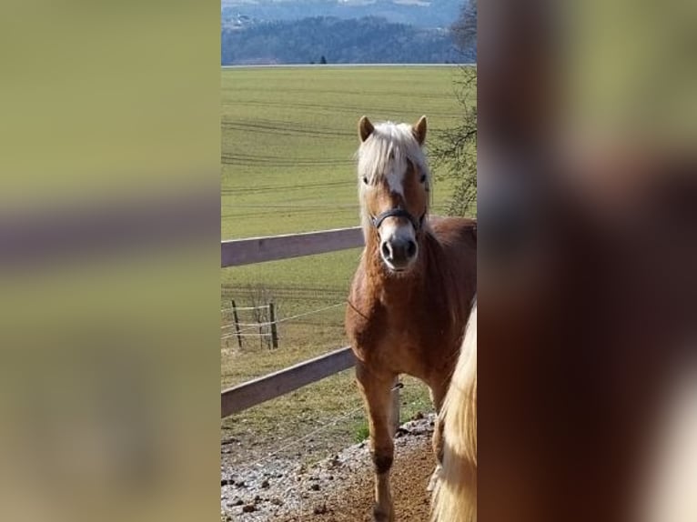 Haflinger Gelding 2 years 15 hh Chestnut-Red in Aigen im Mühlkreis