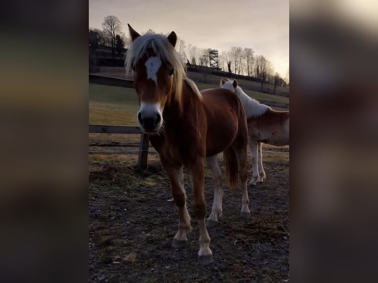 Haflinger Gelding 2 years 15 hh Chestnut-Red in Aigen im Mühlkreis
