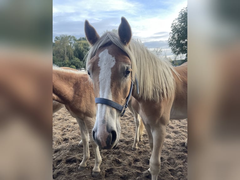 Haflinger Gelding 2 years 15 hh  in Trebbin