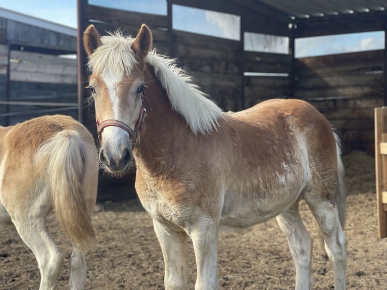 Haflinger Gelding 2 years 15 hh in Trebbin