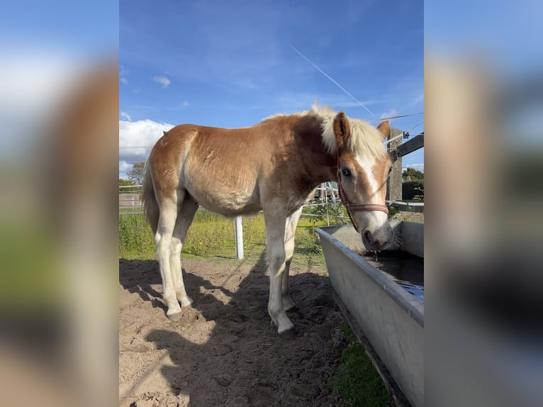 Haflinger Gelding 2 years 15 hh in Trebbin