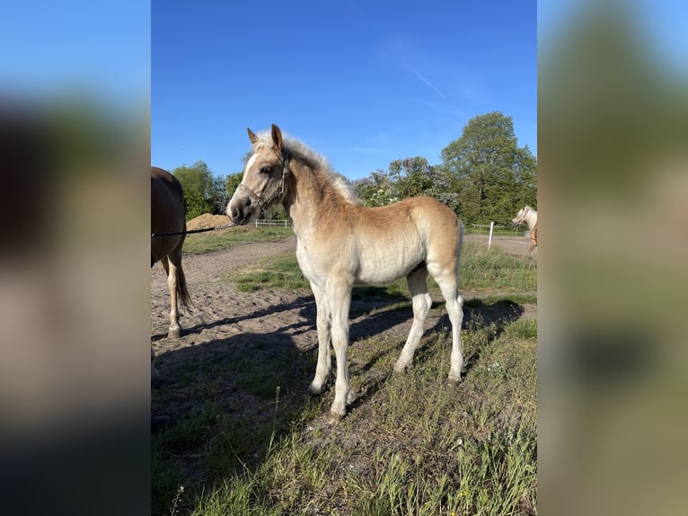 Haflinger Gelding 2 years 15 hh in Trebbin