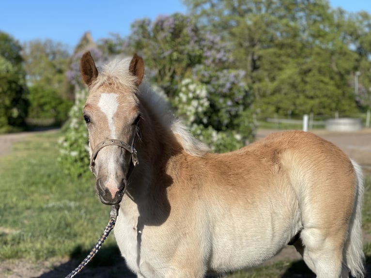 Haflinger Gelding 2 years 15 hh in Trebbin