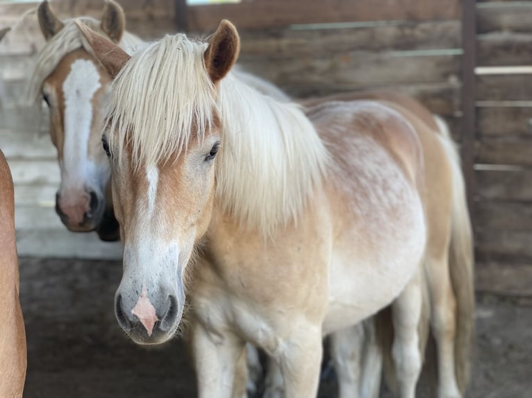 Haflinger Gelding 2 years 15 hh in Trebbin