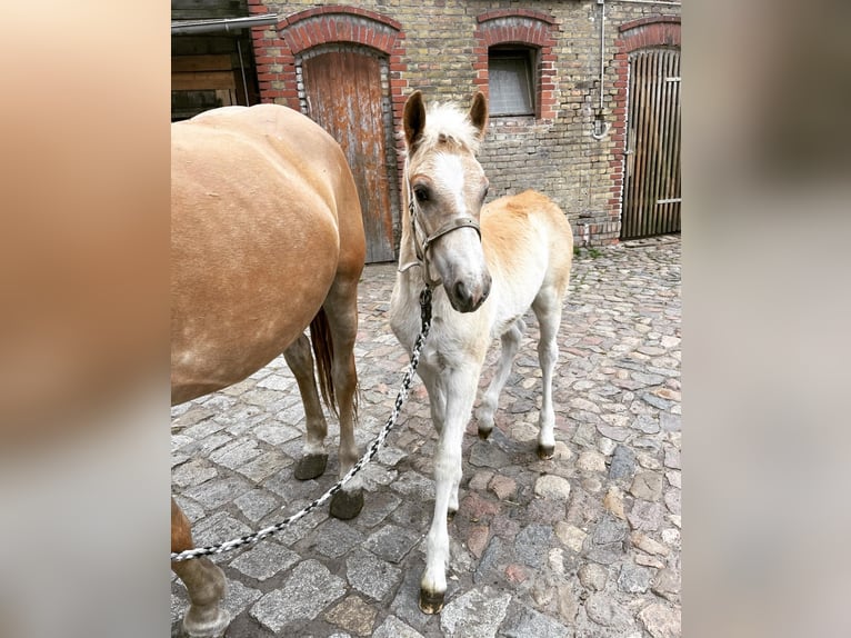 Haflinger Gelding 2 years 15 hh in Trebbin