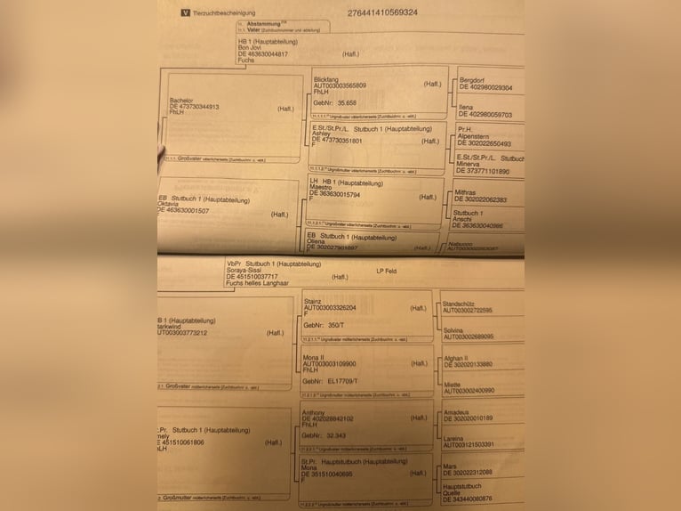 Haflinger Gelding 2 years 15,1 hh Chestnut-Red in Leverkusen