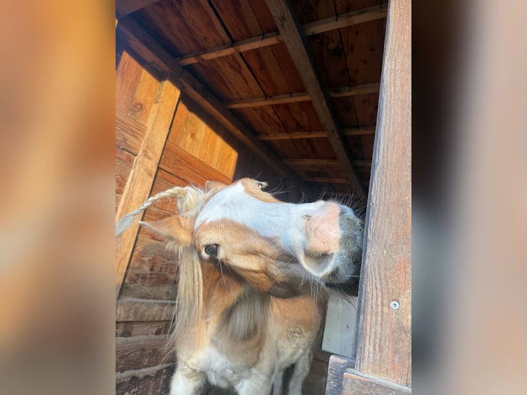 Haflinger Gelding 2 years 15,1 hh Chestnut-Red in Leverkusen