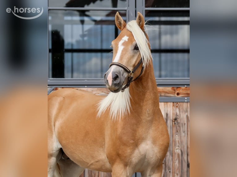 Haflinger Gelding 2 years Chestnut-Red in Ebermannsdorf