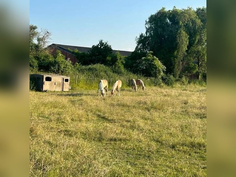 Haflinger Gelding 2 years Chestnut-Red in Niederzier