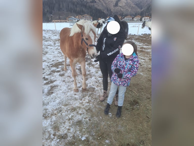 Haflinger Gelding 2 years in Obertilliach