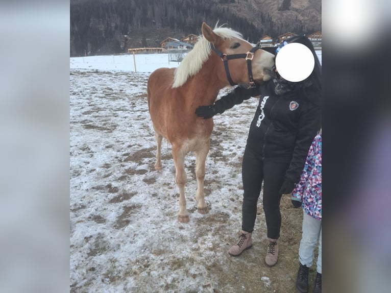 Haflinger Gelding 2 years  in Obertilliach