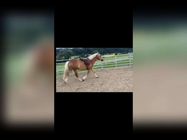 Haflinger Gelding 2 years in Schwäbisch Hall