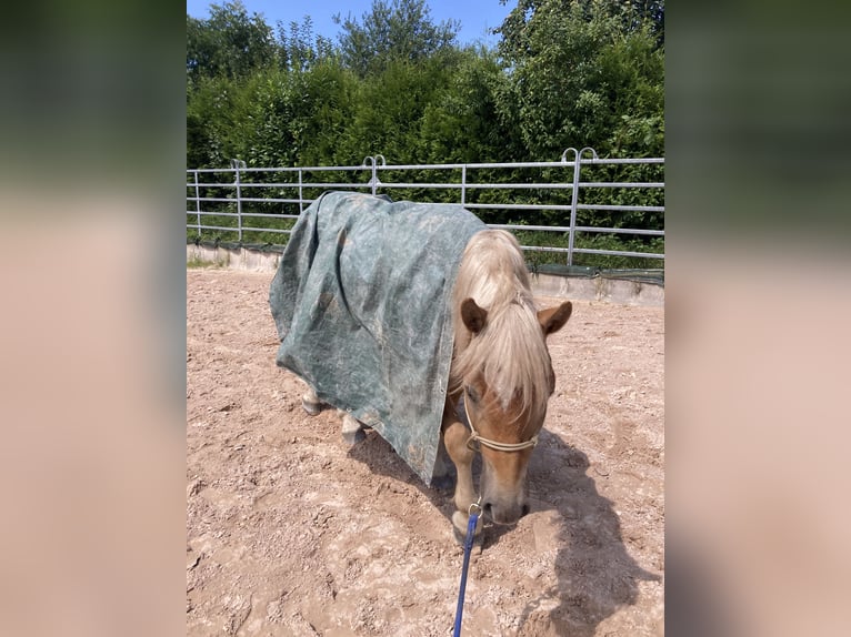 Haflinger Gelding 2 years in Schwäbisch Hall