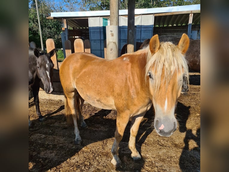 Haflinger Gelding 3 years 13,1 hh in Anthering