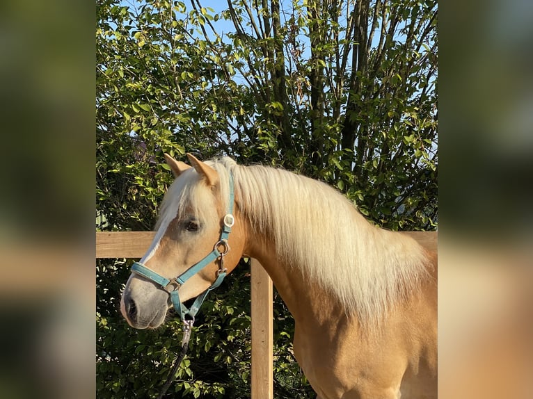 Haflinger Gelding 3 years 13,2 hh Chestnut-Red in Iggingen