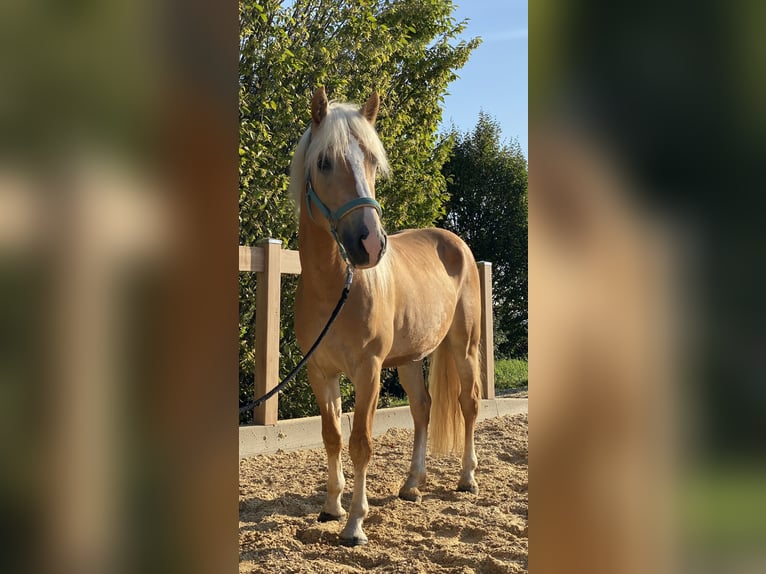Haflinger Gelding 3 years 13,2 hh Chestnut-Red in Iggingen