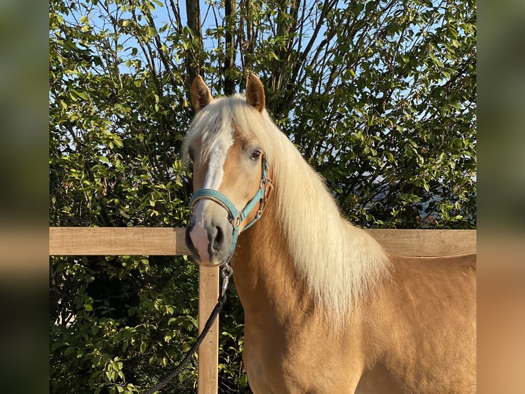 Haflinger Gelding 3 years 13,2 hh Chestnut-Red in Iggingen