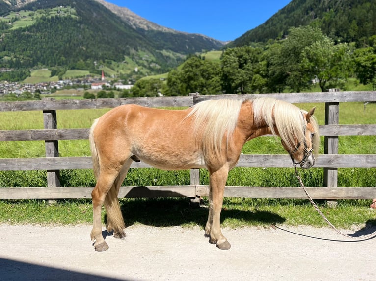 Haflinger Gelding 3 years 13.3 hh Chestnut-Red in St. Leonhard
