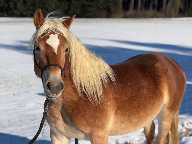 Haflinger Gelding 3 years 13,2 hh Chestnut-Red in Sierning