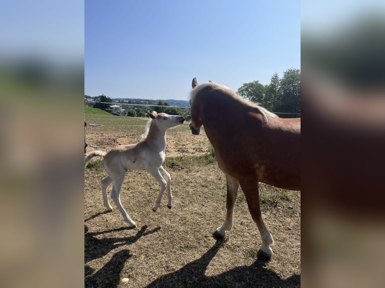 Haflinger Gelding 3 years 13,2 hh Chestnut-Red in Sierning