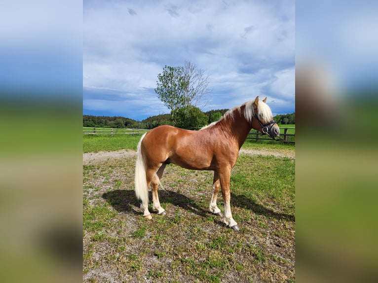 Haflinger Gelding 3 years 14,1 hh Chestnut in Ebersberg