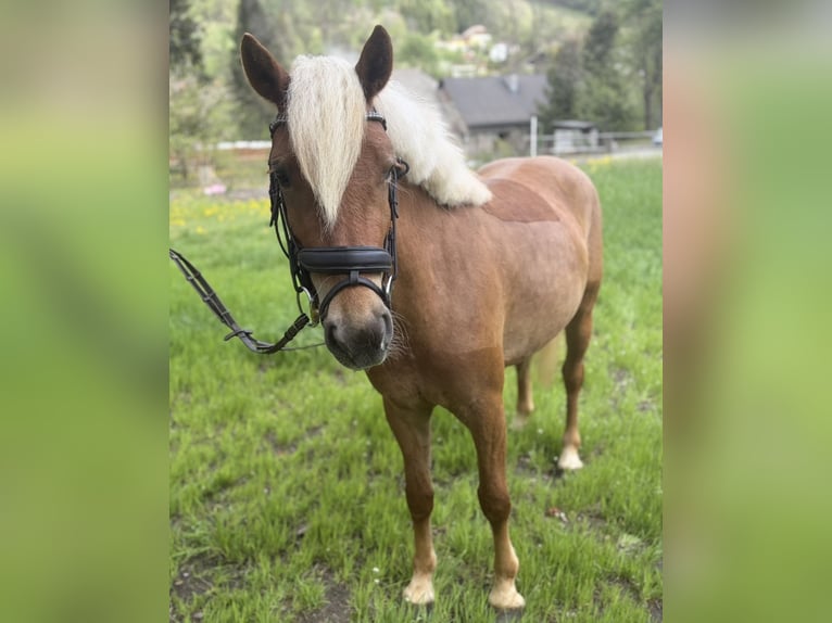 Haflinger Gelding 3 years 14.1 hh Chestnut-Red in Sankt Peter am Kammersberg